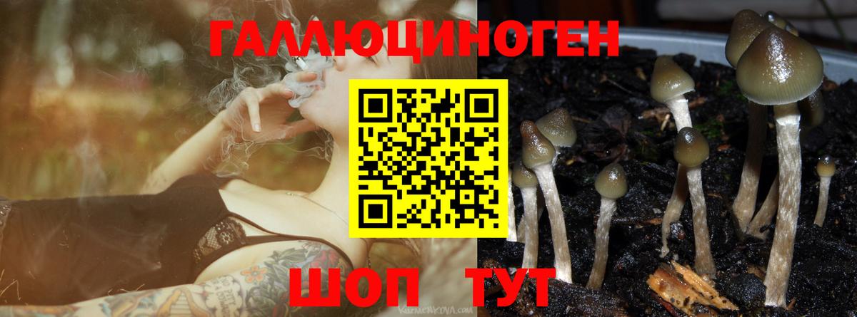 Галлюциногенные грибы Psilocybe Нефтекумск